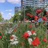 Dutch city turns roadside into stunning wildflower bed