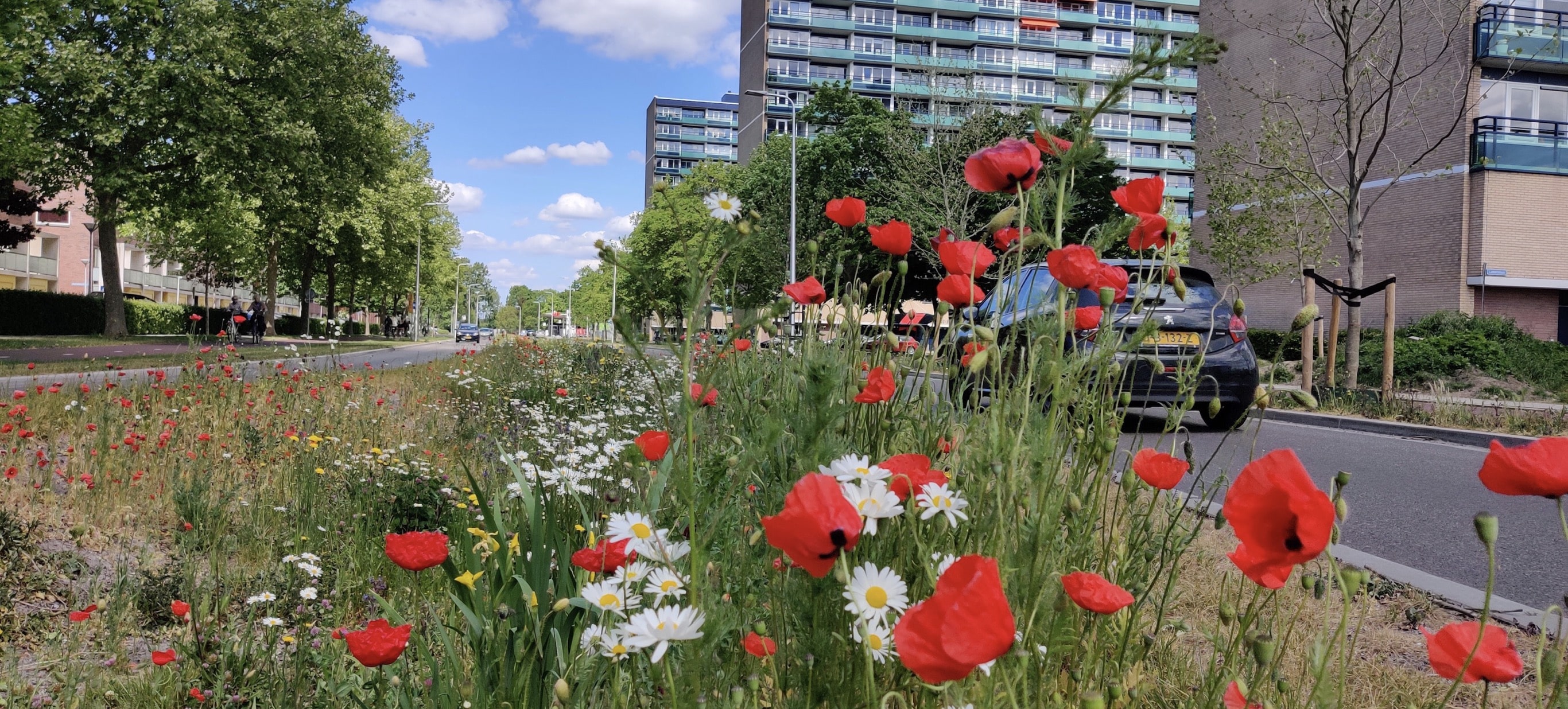 UTRECHT - Cities must hurry to take action against the increasing flooding. According to engineer Tim van Hattum of the university in Wageningen, municipalities need to be redesigned to absorb so-called peak showers. Flower beds are only one solution.