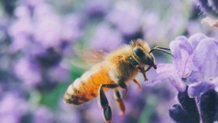 It&#8217;s official&#8230; The Bee Is The Most Important Living Being On The Planet