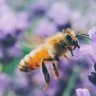 It&#8217;s official&#8230; The Bee Is The Most Important Living Being On The Planet