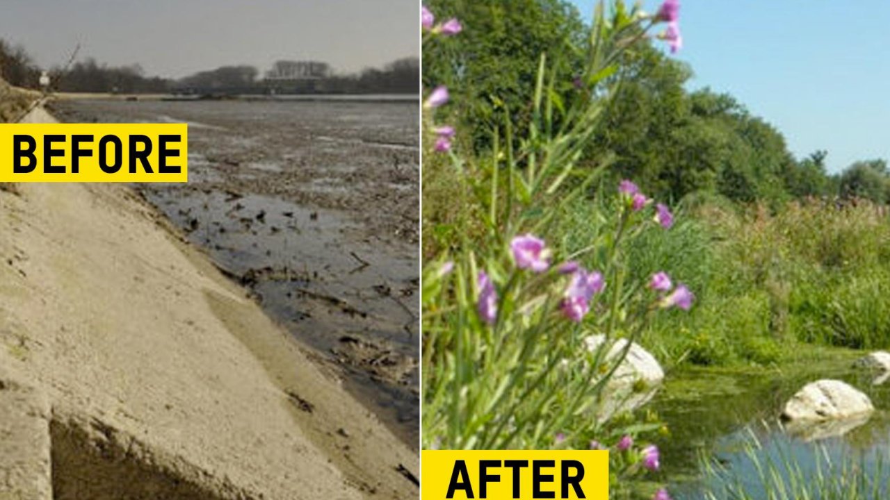 &#8216;Eco-berms&#8217; replace concrete to boost riverbank biodiversity near German hydropower stations