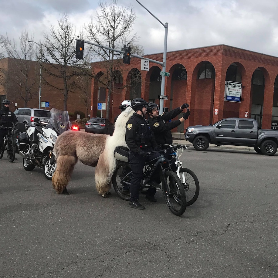 Police sometimes react to Caesar the same way protesters do, McCool said. During a recent large protest in Portland, Caesar and McCool ambled by a group of Portland police officers who were stationed in a parking lot near the unrest. The officers pet Caesar and asked to take photos, McCool said. The same thing happened at the Salem Women’s March this year.