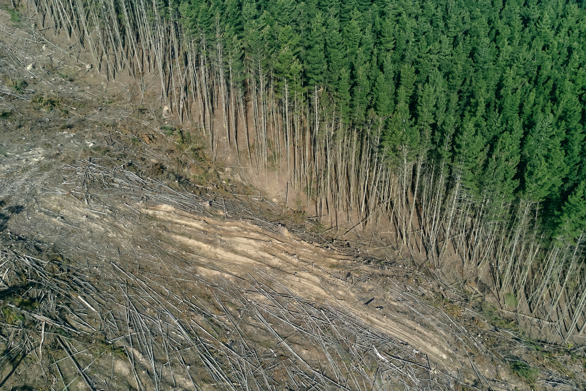 The forests take the emissions out of the atmosphere and prevent them from warming the climate.