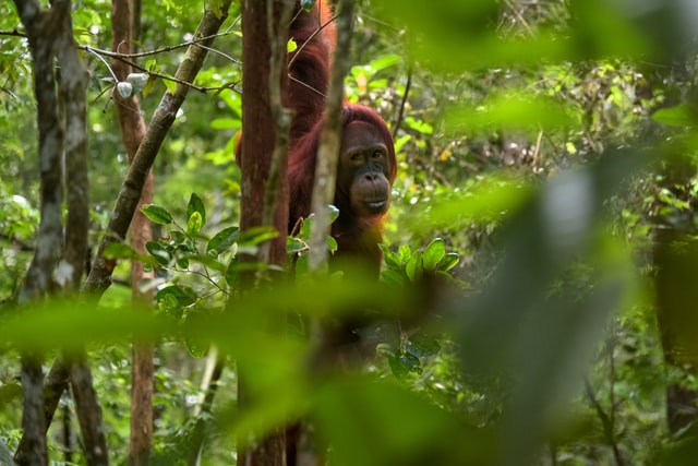 50 governments from across six continents aiming to secure a global agreement to protect at least 30% of the planet’s land and at least 30% of the planet's ocean by 2030 at the Convention on Biological Diversity COP15, which will be held later this year in Kunming, China.