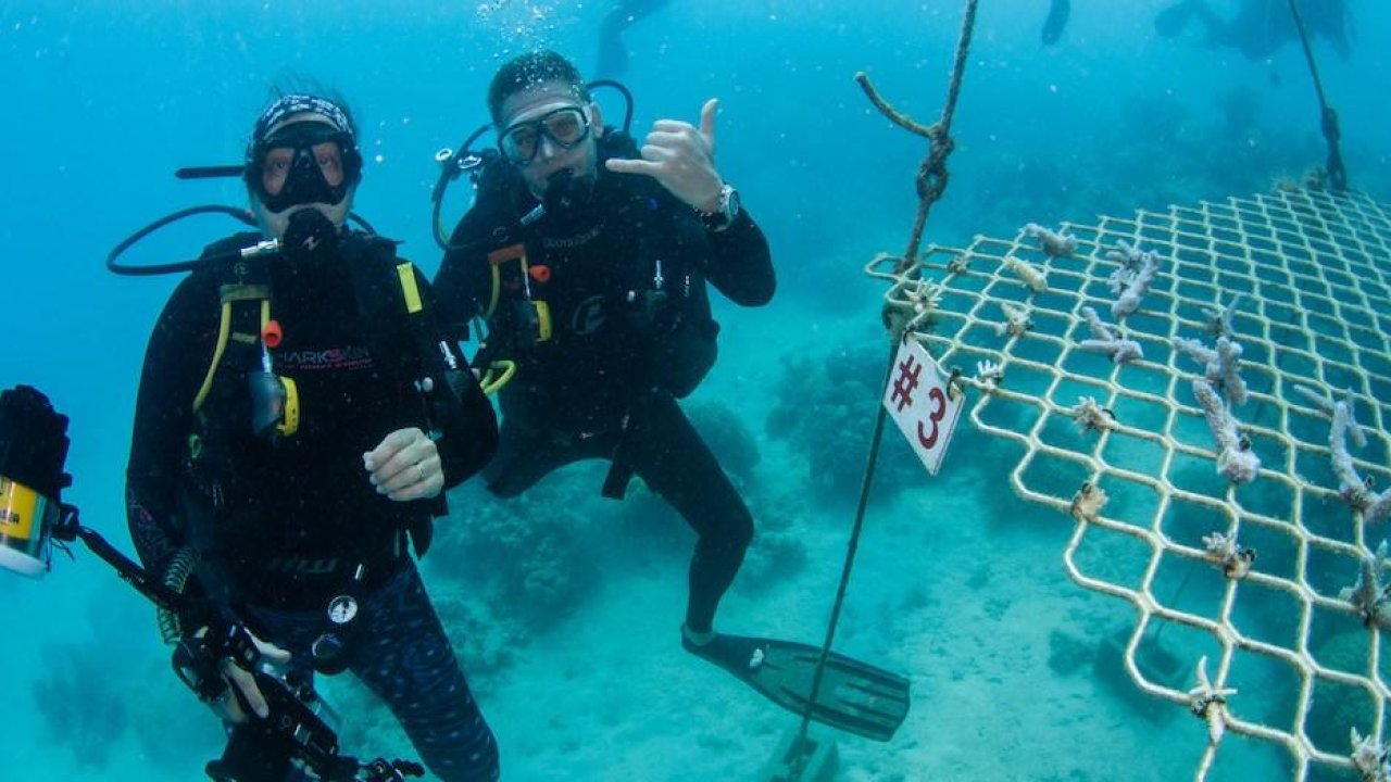 With No Tourists, Australian Scuba Tours Are Planting Coral Instead