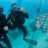 With No Tourists, Australian Scuba Tours Are Planting Coral Instead