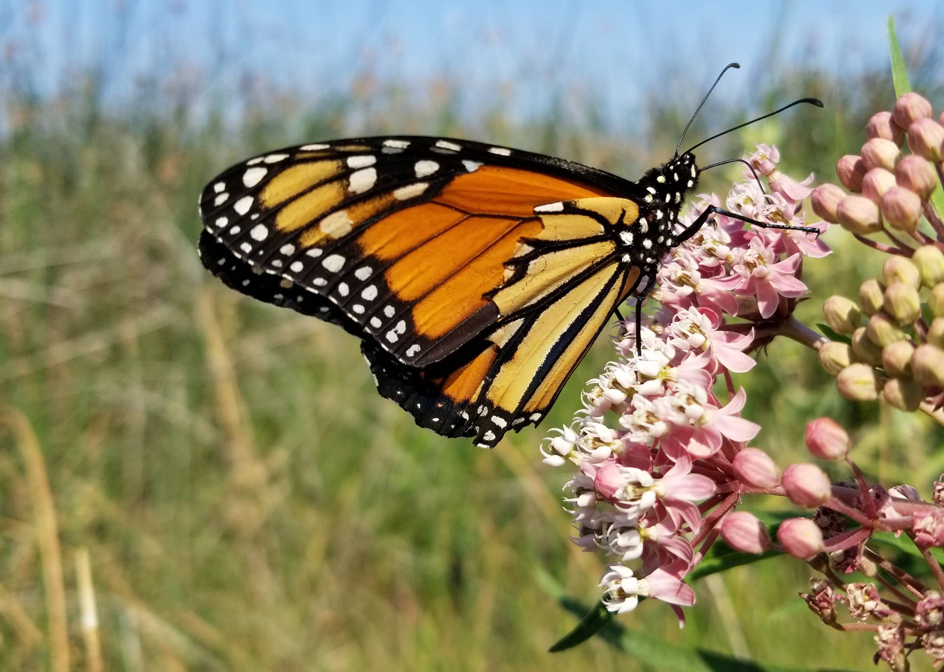 During the summer, monarchs were seen in lower densities than prior years in that state.