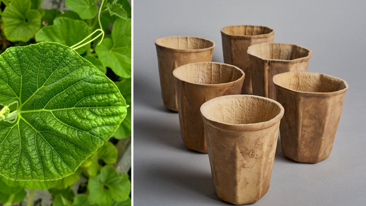 These 100 per cent biodegradable cups are grown from plants
