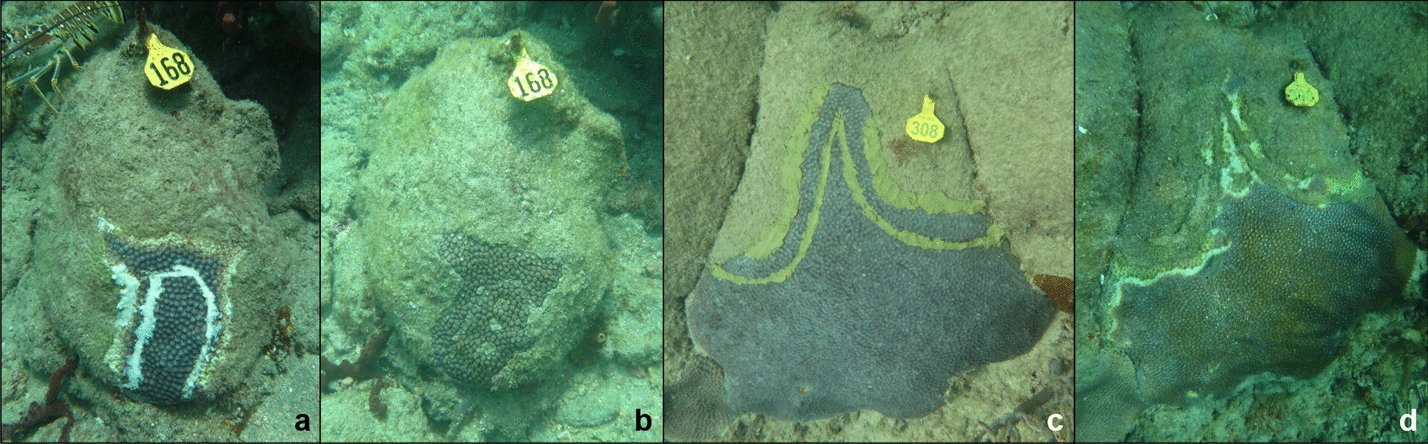 3a & 3b show a Base 2B plus amoxicillin treated colony (a) immediately after treatment application and (b) 46 weeks after treatment, with almost all initial coral tissue remaining. 3c & 3d show a representative chlorinated epoxy treated M. cavernosa colony (c) immediately after treatment and (d) nine weeks after treatment, with the lesions progressing across the trench.