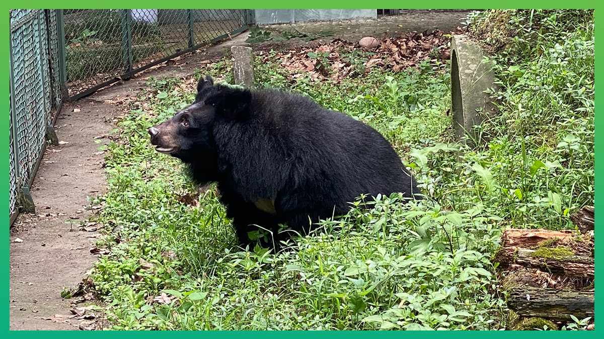 The sanctuary team has been gearing up for the Nanning bears' arrival, preparing enclosures and planning group integrations. The bears were placed into quarantine to slowly introduce them into their new life with its new and unfamiliar smells, sounds and surroundings.