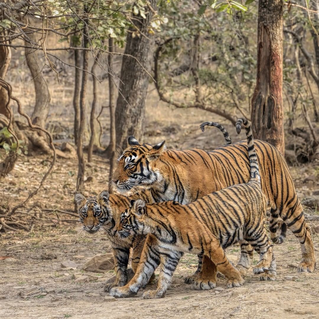 “Spring in Ranthambhore is lovely. It's the bridge between the incredible pastel colours and low temperatures of winter and the uncomfortable heat of summer. All the flowers around the park begin to bloom and the trees begin to change colour. It was on a beautiful day like this that my friend Andy Rouse and I had an incredible encounter with Noor and her cubs from her last litter.”