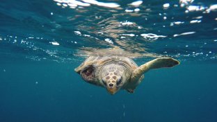 Italian initiative helps prevent sea turtles from dying in fishing nets