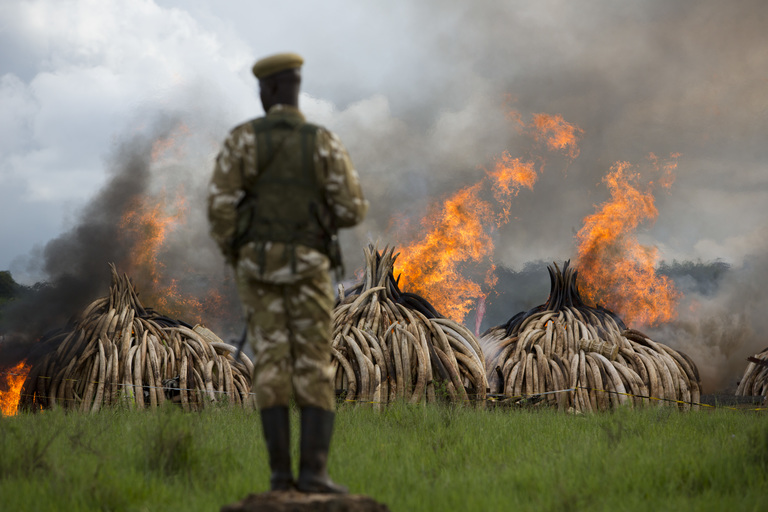 Las guardas sirven como primera línea de defensa contra la caza furtiva de elefantes, leones, jirafas, guepardos y otras especies de vida salvaje que frecuentan estas tierras.