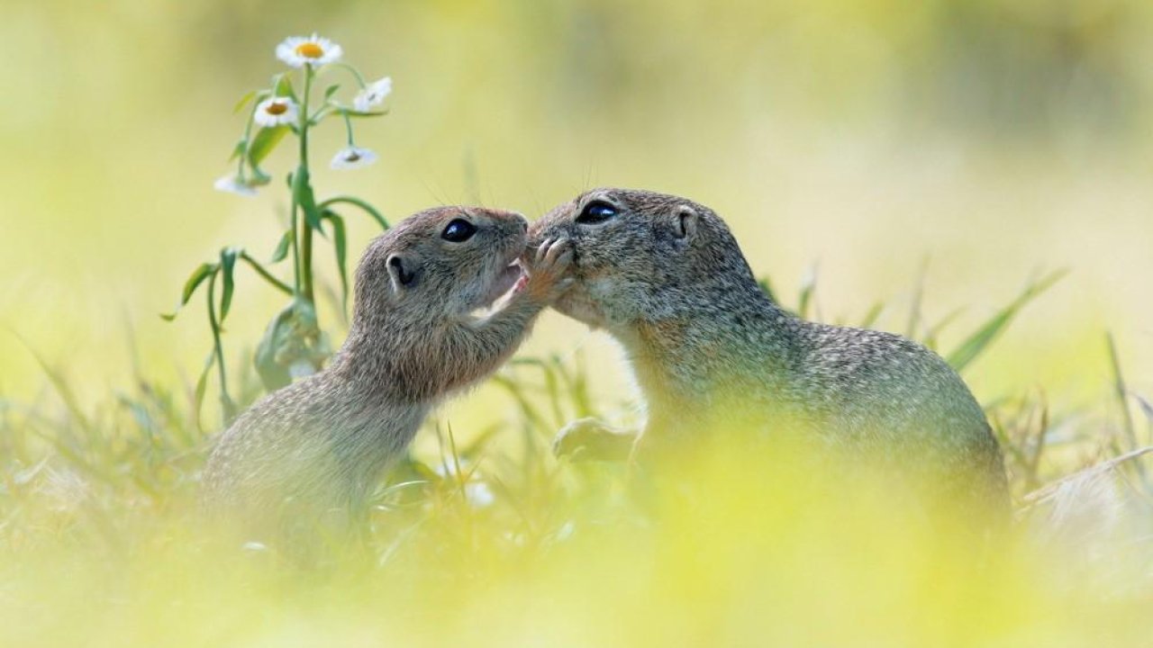 The secret life of squirrels: 30 fab and funny photos of the woodland’s cutest critters