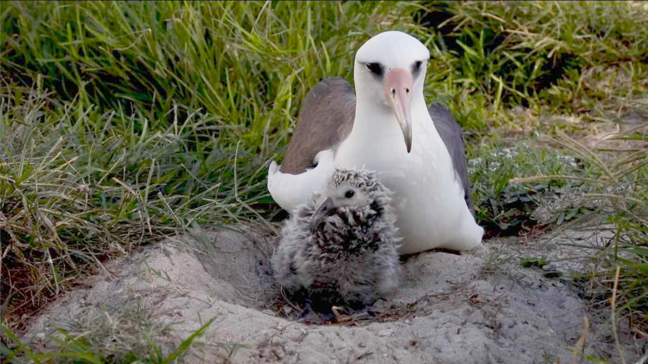 World’s Oldest-Known Wild Bird Hatches Another Chick at 70