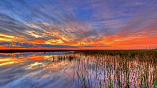 Florida to buy 20,000 acres of Everglades wetlands to protect from oil drilling