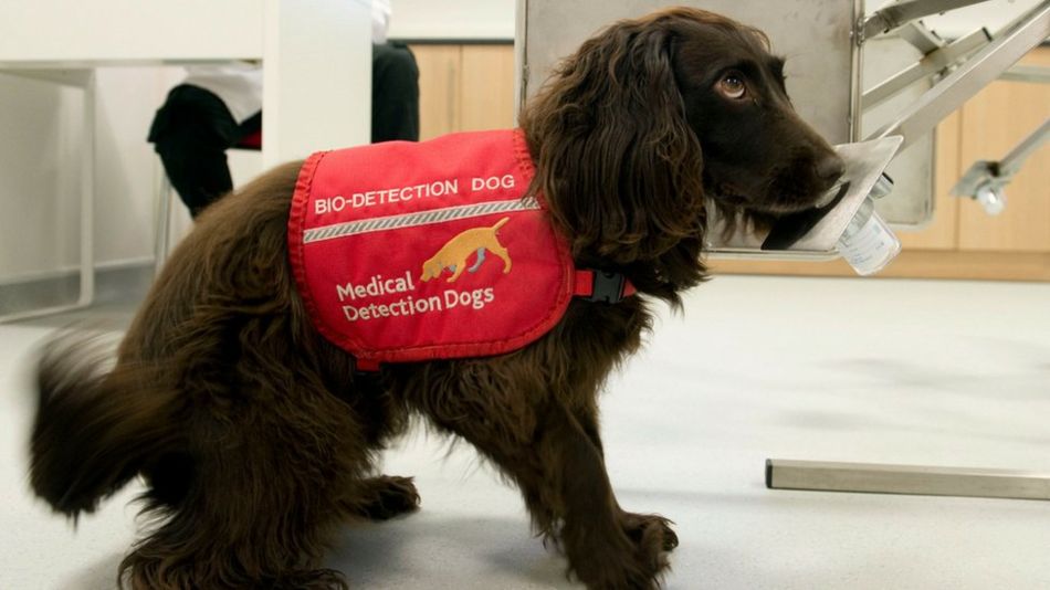 They accepted, following strong evidence that the dogs can detect other diseases in humans with a high level of accuracy.