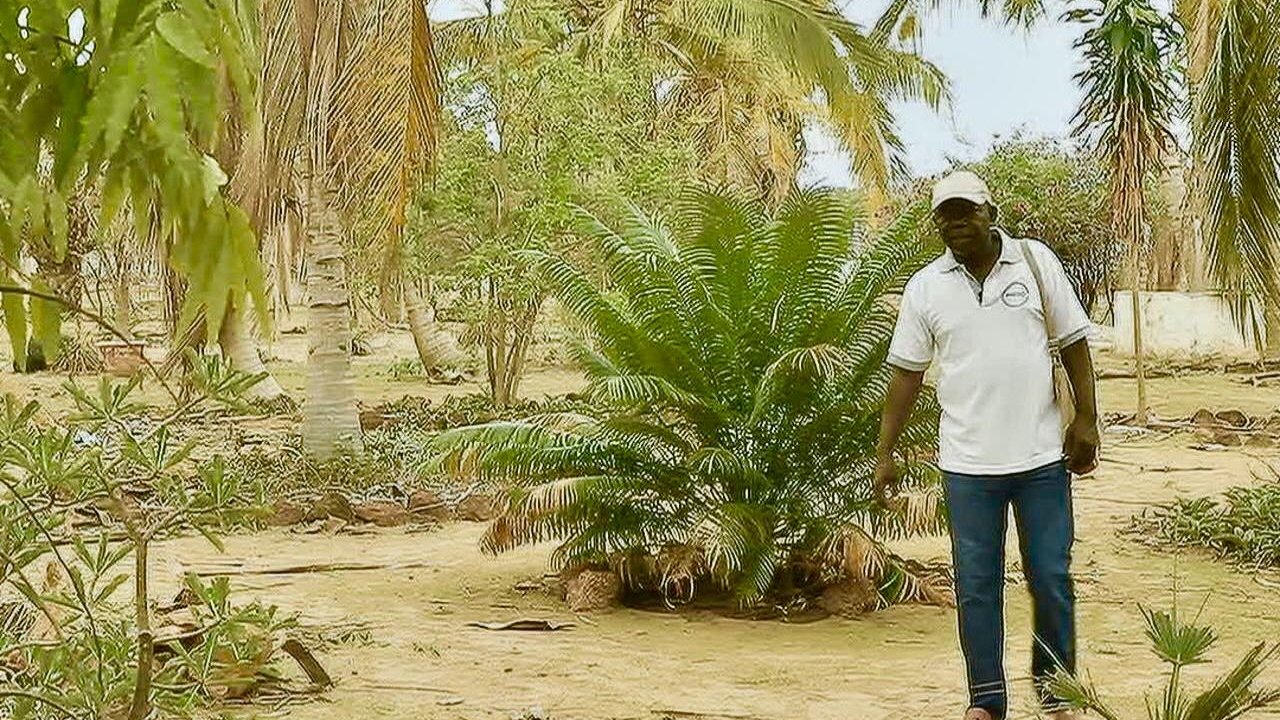 Permaculture master grows lush green oasis in the Senegal desert