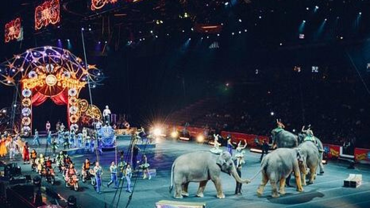 UK to Ban Wild Animals’ Performances In Circuses