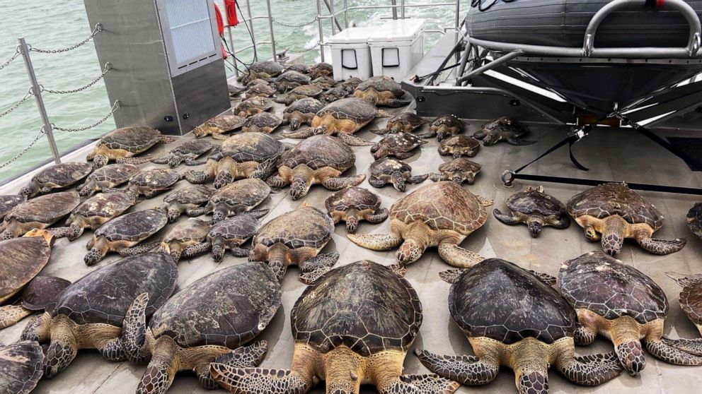 The image shows some of the 141 sea turtles rescued from the frigid waters of the Brownsville Ship Channel and surrounding bays, abroad the PV Murchison, in Texas, Feb. 17, 2021.