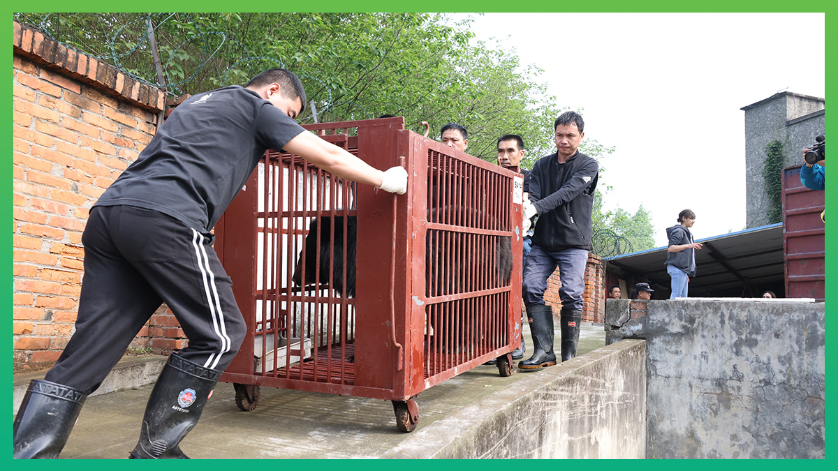 In a huge feat of logistics, where Covid-19 could have disrupted plans at any moment, each bear was individually moved into a transport cage, loaded onto a truck and travelled the 750 miles from Nanning to Chengdu.