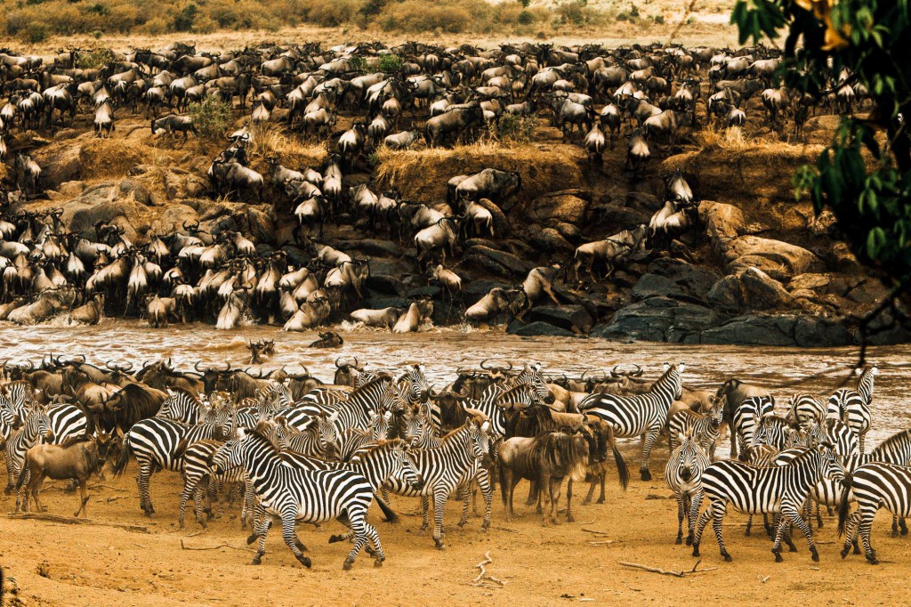 The Great Migration across the Serengeti and Masai Mara sees over 1.5 million zebra and wildebeest follow the rains north in search of fresh grass and water. The dust they kick up can be seen from space and the gathering at the crossing of Masai River is one of the nature’s great spectacles. Who gnu?