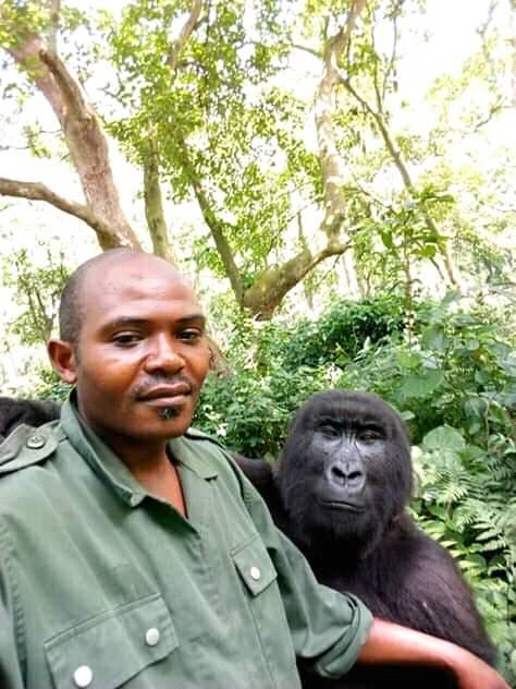 Today, Virunga National Park is home to around a third of the world’s population of wild mountain gorillas, as well as four orphaned gorillas who reside in the Senkwekwe Center, the only facility in the world that cares for mountain gorillas in captivity.