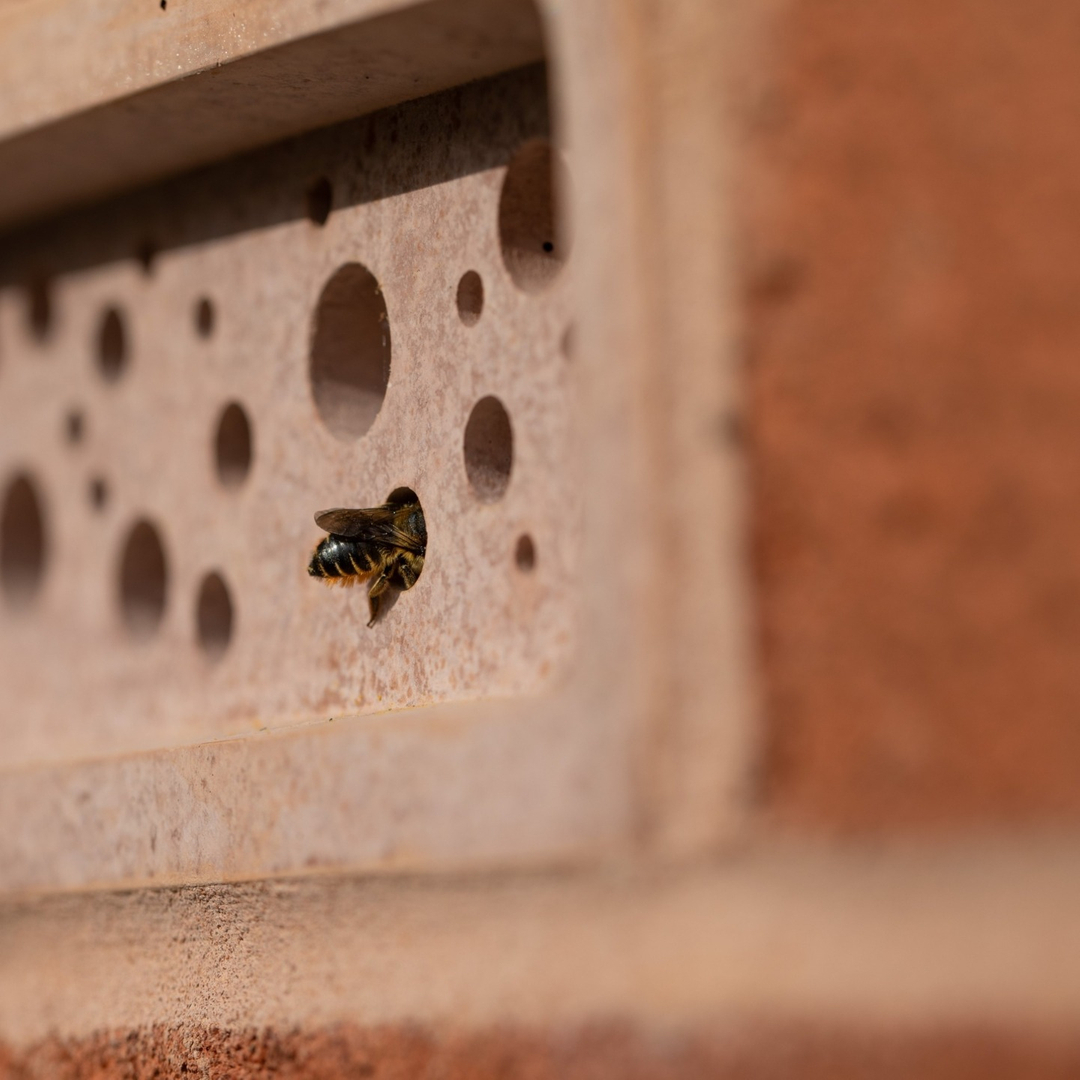 El Bee Brick proporciona un elegante lugar de anidación para las abejas rojas y las abejas cortadoras de hojas, entre otras especies que anidan en cavidades, y constituye una verdadera declaración de diseño en cualquier jardín, huerto o edificio apto para las abejas.