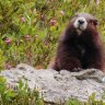 Great news! Researchers discover secret colony of marmots &#8211; Canada&#8217;s most endangered mammal