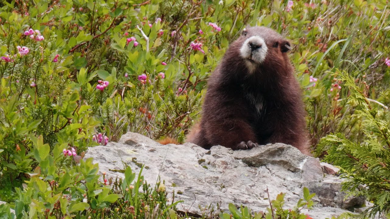 Only a few hours each day are spent looking for food, eating and interacting with other marmots. Marmots are more likely to be seen in early morning or late afternoon than during the heat of the day.