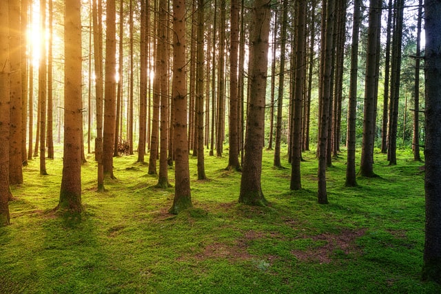 La plantación de árboles sigue siendo una de las formas más rentables de extraer el dióxido de carbono de la atmósfera.