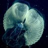 From surface to seafloor: How these spectacular creatures transport microplastics to the deep sea