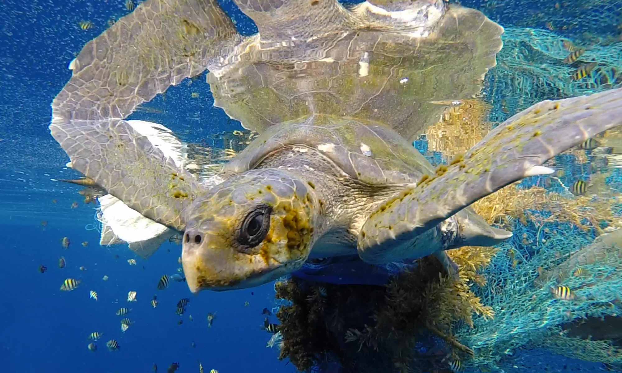 He wanted to understand the phenomenon of olive ridley sea turtles drifting into the Maldives entangled in ghost nets and identify where the ghost nets originate from. Since then, Olive Ridley Project volunteers have removed more than 1400 ghost nets and recorded 812 trapped turtles: olive ridleys make up 89% of the trapped turtles recorded. (Numbers accurate as of July 2019.) Click link for more on the Olive Ridley Project ?