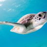Endangered green turtles bounce back on Seychelles beaches
