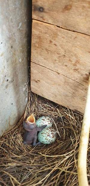 The robin had woven its nest deep inside the box, and reaching for the controls meant that it would be startled every time. For bird lover Raja, the answer was clear. The lights stay off. Now he had to convince the other villagers.
