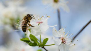 France bans two more U.S. pesticides, citing risk to bees
