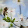France bans two more U.S. pesticides, citing risk to bees