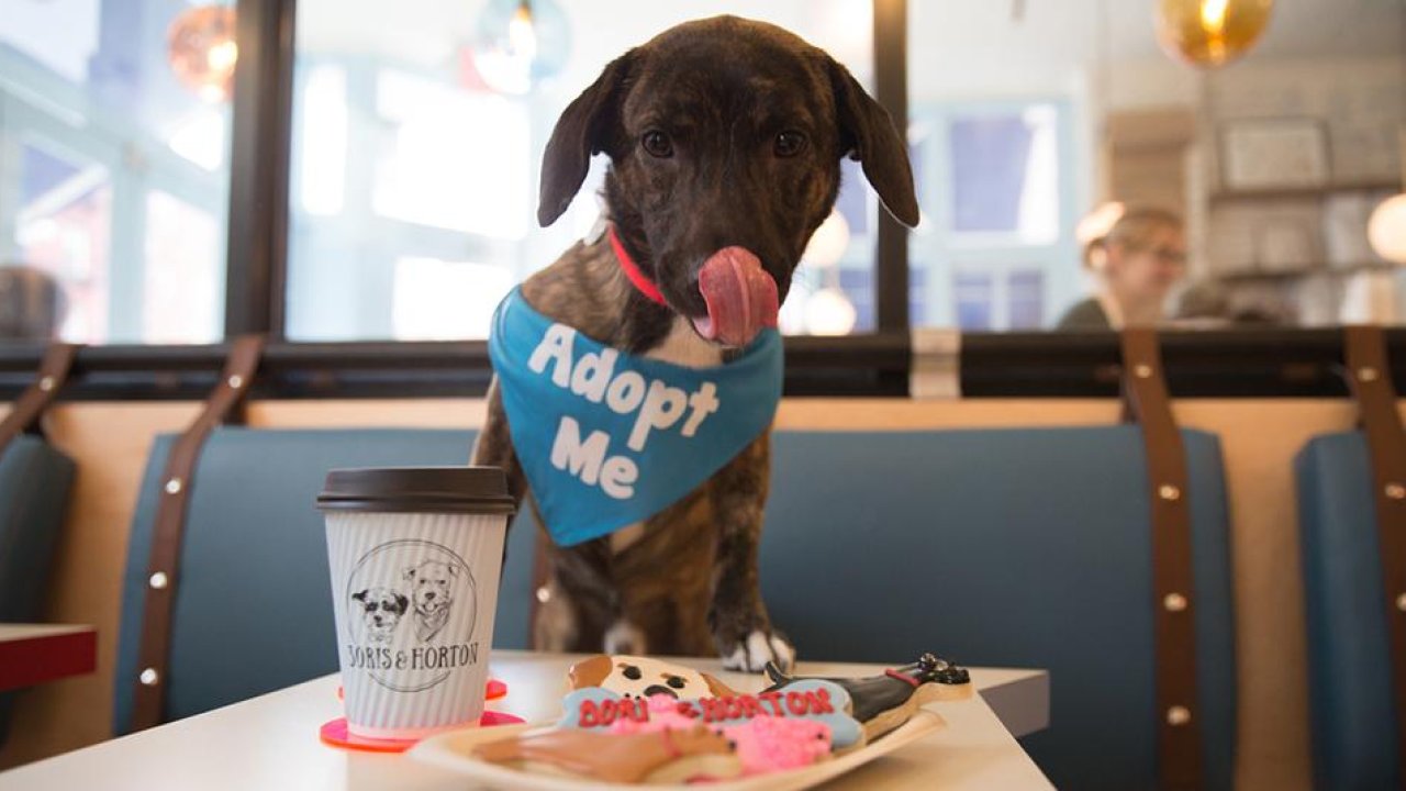 At this cafe in Madrid you can have a coffee and adopt a dog