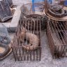 Vietnam bans wildlife trade to reduce risk of future pandemics