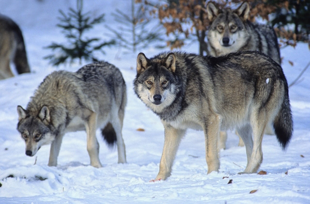 En la actualidad hay pocos lobos en Europa Occidental y la caza hace que su número sea aún menor. Son muy raros en los países bálticos, en Escandinavia y en Europa del Este.