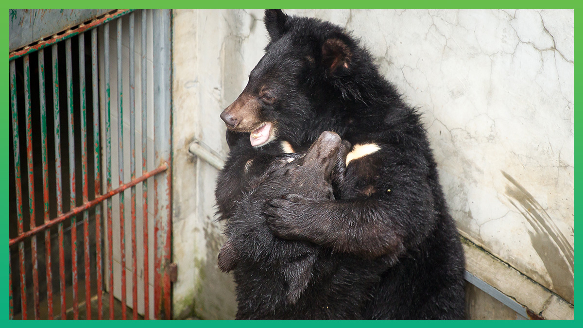 However some bears in one section of the sanctuary have been able to venture out into a specially prepared enclosure.