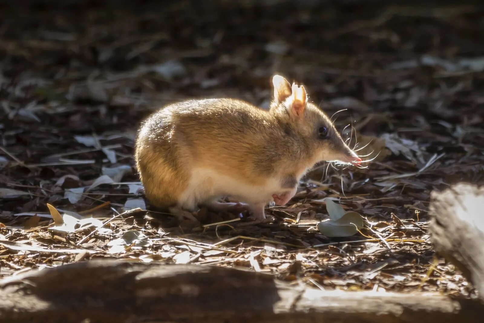 There are now bandicoot populations at four feral predator-free fenced reintroduction sites at Woodlands Historic Park, Hamilton Community Parklands, Mount Rothwell and Tiverton.