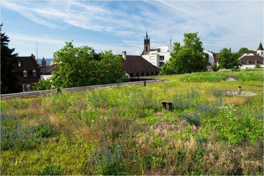 La ciudad de Basilea ha promovido techos verdes a través de la inversión en programas de incentivos, que proporcionaron subsidios para la instalación de techos verdes (1996-1997 hasta 20 CHF por m2, luego 2005-2007 hasta 30-40 CHF por m2, en este último caso solo para la modernización de edificios existentes).