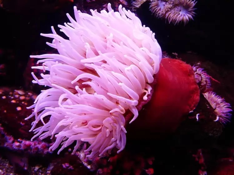 Sea anemones derived their name from equally colorful terrestrial anemone flower. There are more than thousand described species of sea anemones lives in throughout world ocean. They spend most of their time attached to seas floor by their adhesive legs. The color of sea anemones ranges from pale to bright fluorescent colors. Sea anemones have a cylindrical shaped body, tens to hundreds of poison filled tentacles surrounding central mouth. They used these tentacles to find their food, inject paralysing neurotoxin.