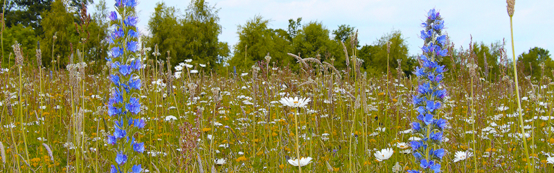 This is in order to replicate the floodplain meadows that once were so much a part of the rural heritage on the fertile Ouse-Derwent floodplain. Site-specific meadow mixes form the base of the ecological pyramid that is the feeding and breeding place for an incredible diversity of insects, birds and mammals.