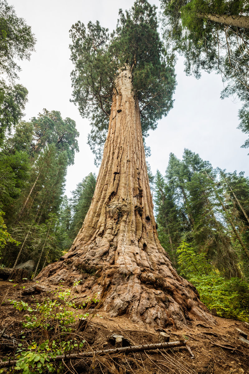 The 530-acre Alder Creek property contains hundreds of ancient giant sequoia, 483 of which have a diameter of six feet or larger, including the Stagg Tree, the fifth-largest tree known in the world. Alder Creek is 200 miles from Los Angeles and is surrounded by Giant Sequoia National Monument.