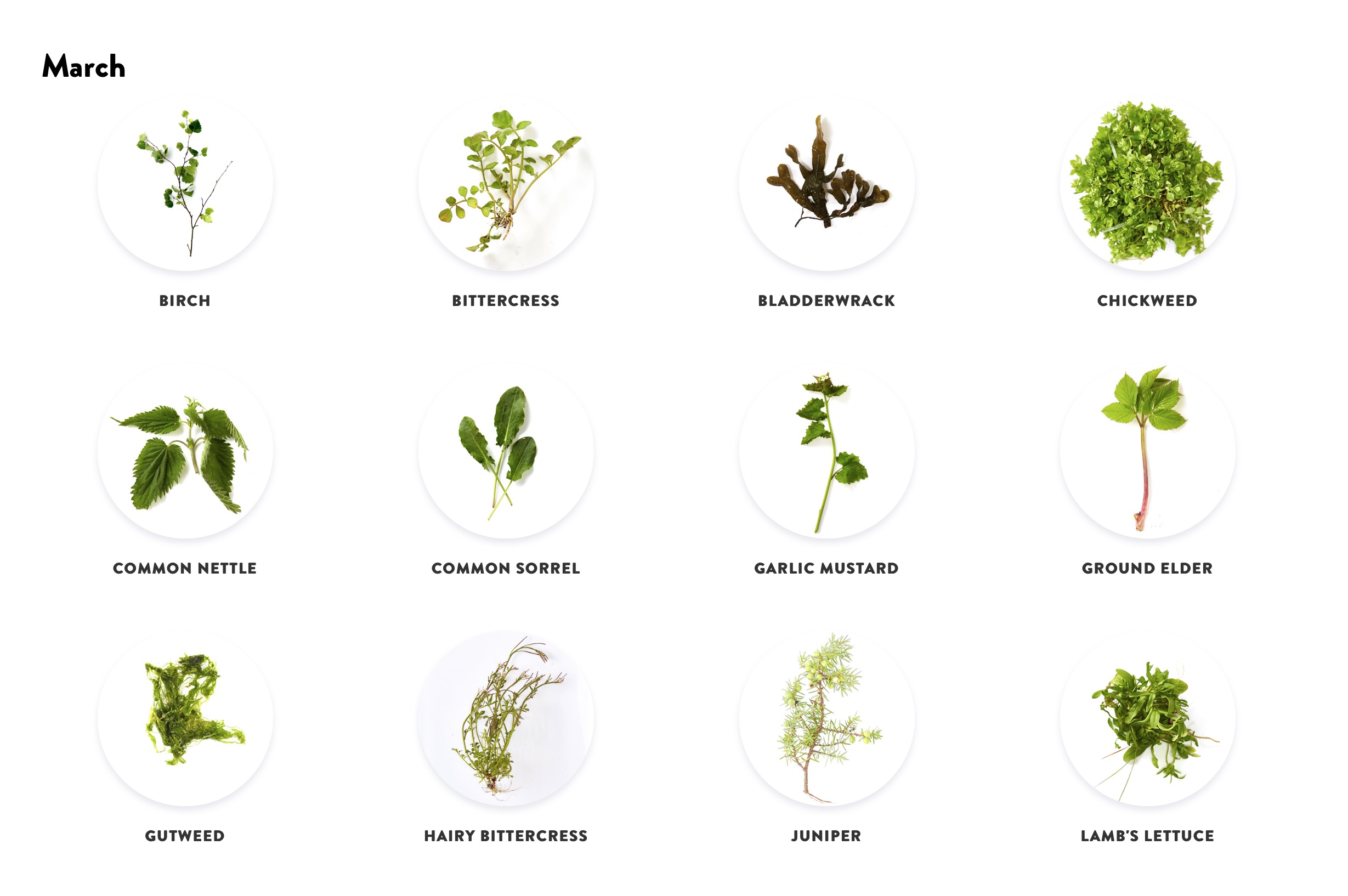 You can browse an encyclopedia of wild ingredients found in Denmark. You can sort ingredients by season, type of plant, or alphabetically. Click on an ingredient to find a detailed description, an explanation of its natural surroundings and sensory qualities, guidelines for preparation and use in the kitchen, suggested recipes, and notes on the risks of mistaking it for another plant.