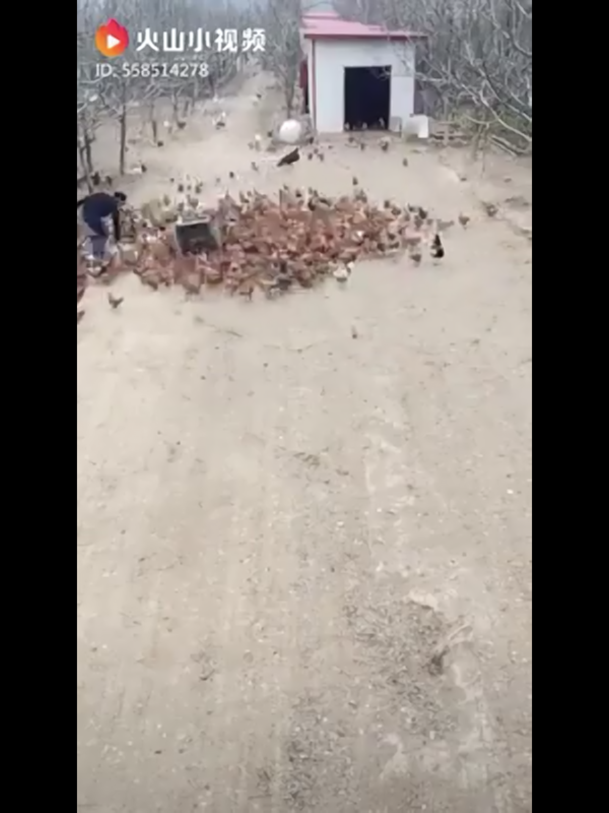 A young man named Shang Yukang can be seen pulling a cart of chicken feed to an open space, and spreading it onto the ground in a giant heart shape.