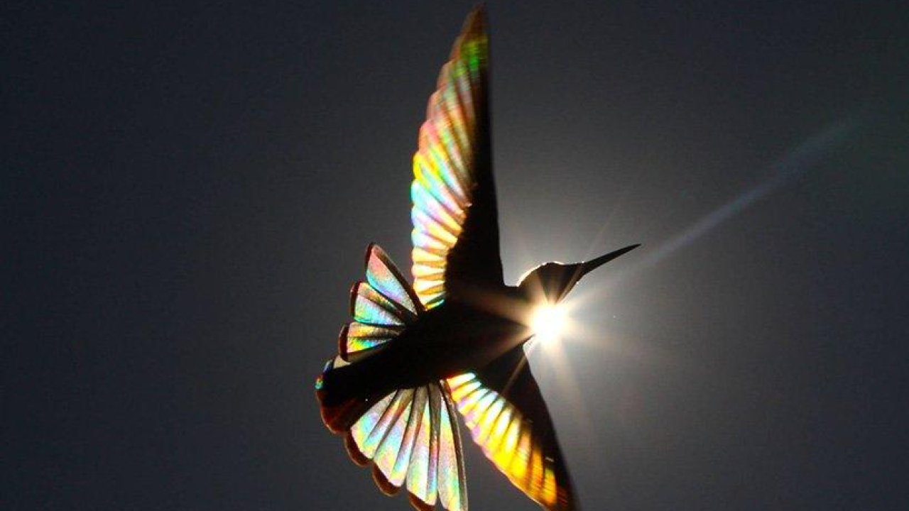 16 Stunning photos of hummingbirds&#8217; wings reveal a magical rainbow of colours