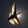 16 Stunning photos of hummingbirds&#8217; wings reveal a magical rainbow of colours